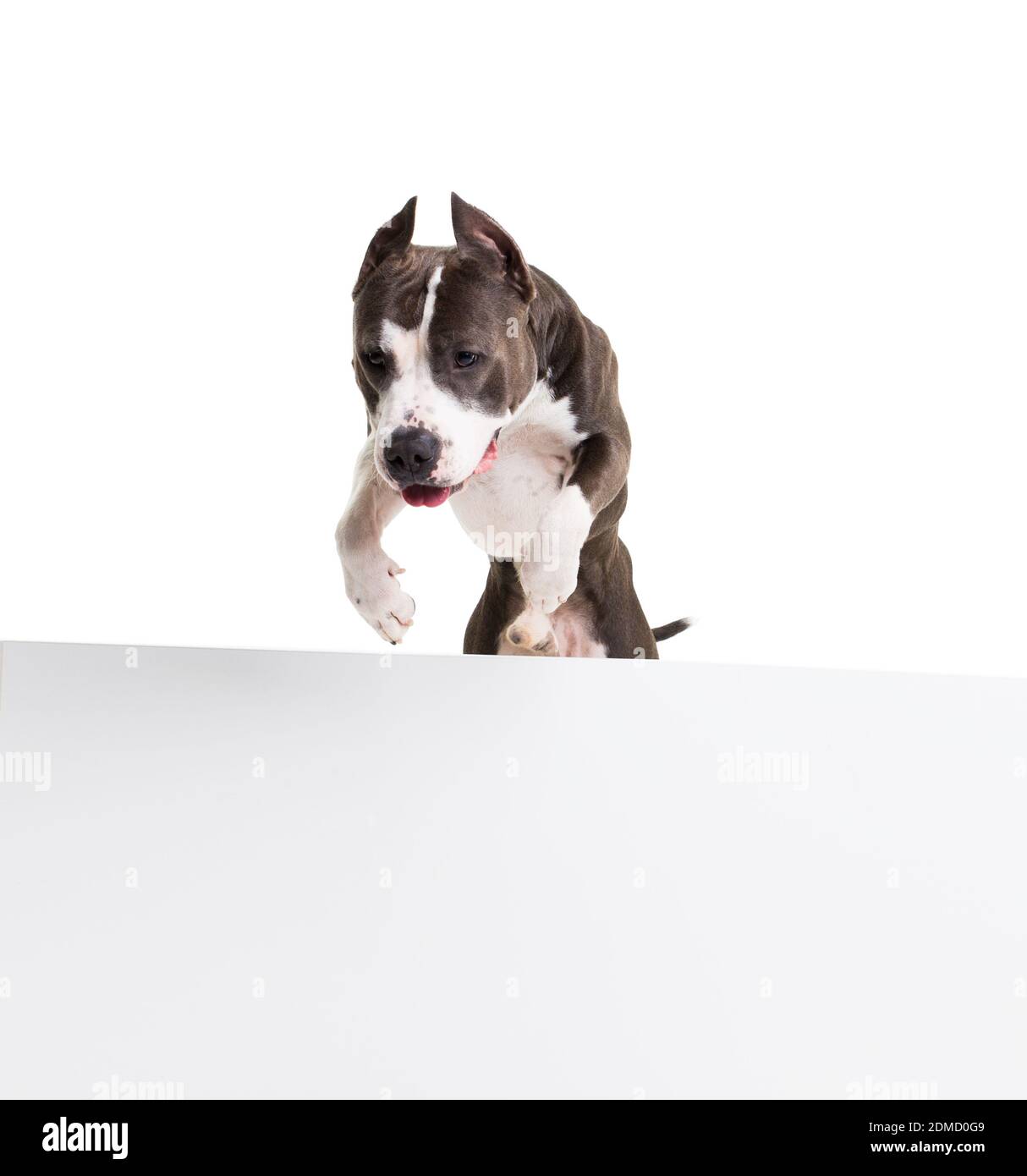Pit Bull Jumping High Resolution Stock Photography and Images Alamy