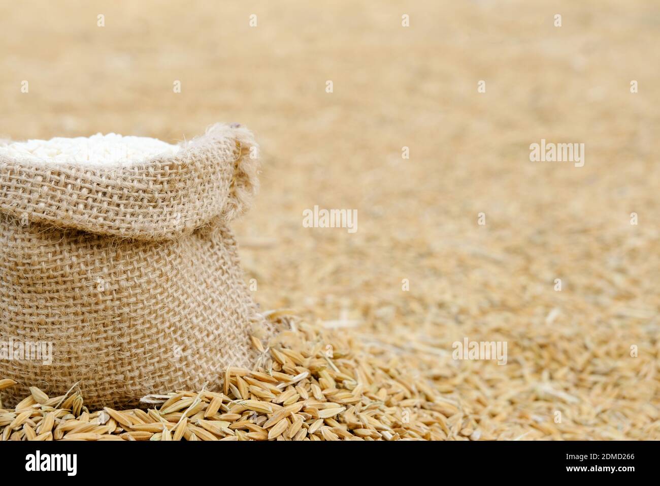 Rice Seeds In A Bag On Paddy Background Stock Photo Alamy