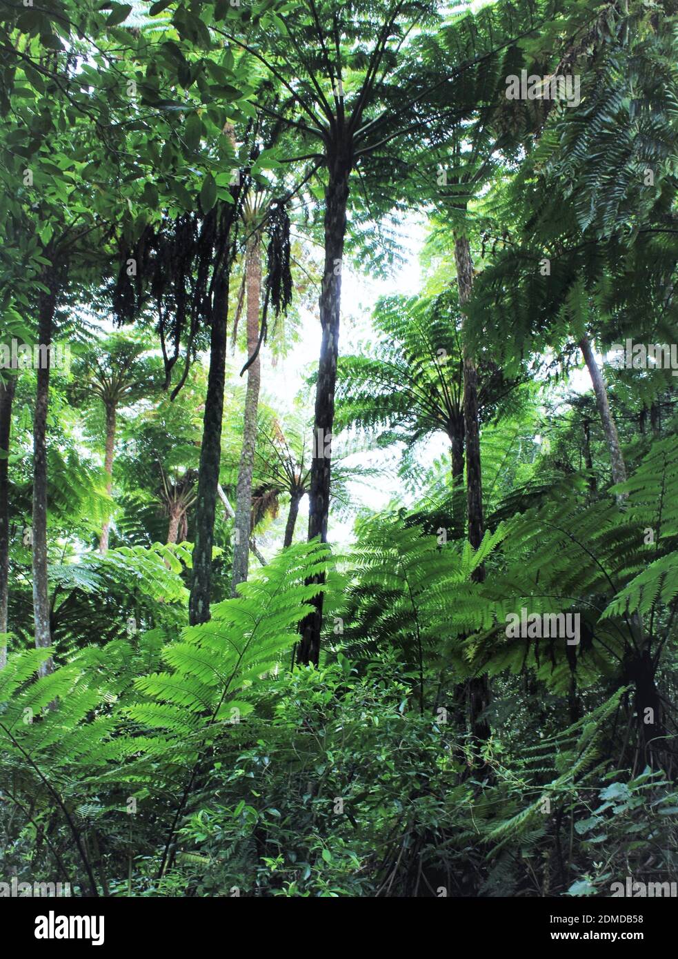 Norfolk Island. Endemic Norfolk Island Tree Fern growing in Norfolk Island Botanic Gardens.(Cyathea Brownii) Stock Photo