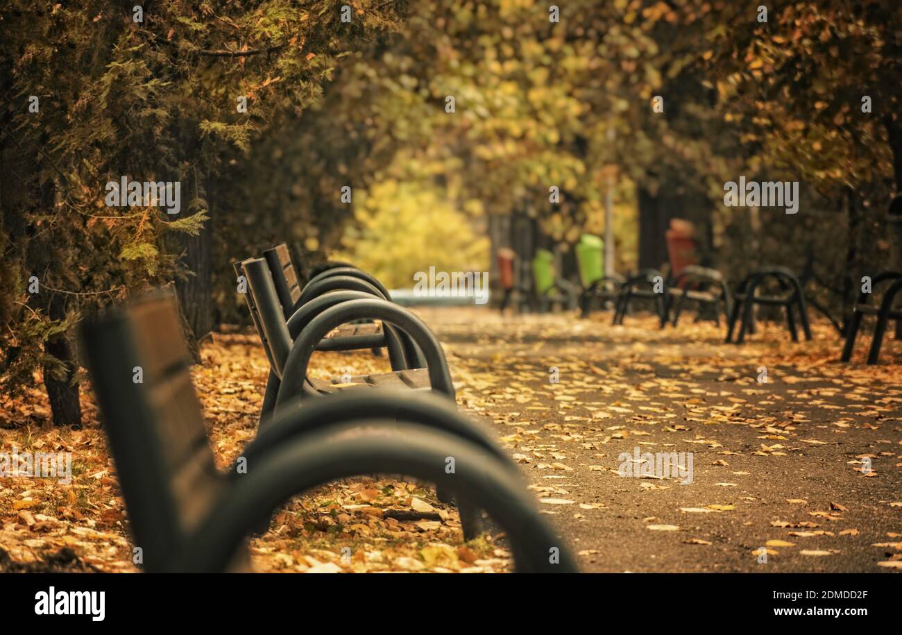 Wooden benches in the park in autumn Stock Photo - Alamy