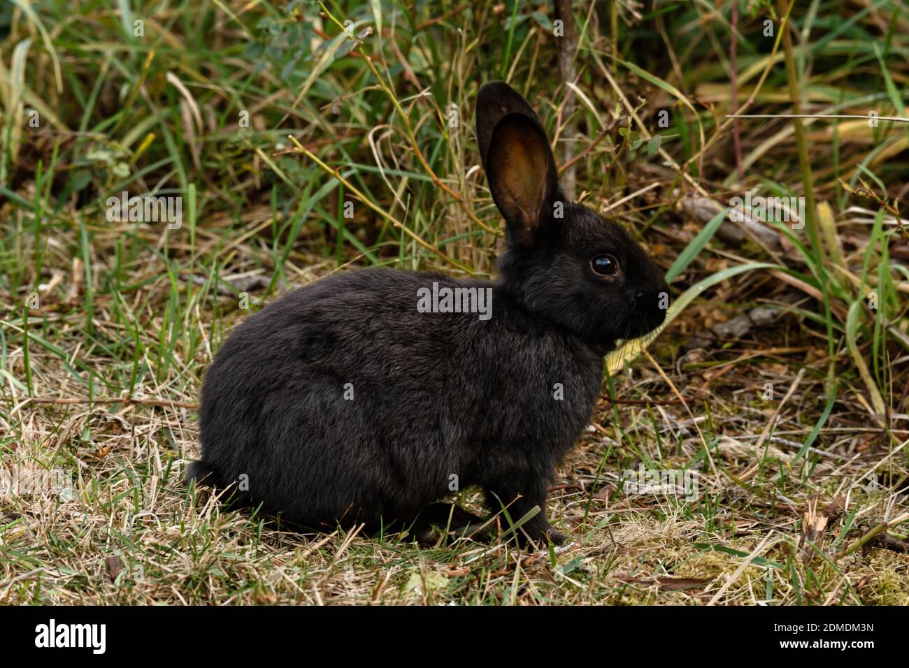 Black rabbit big bunny hi-res stock photography and images - Alamy