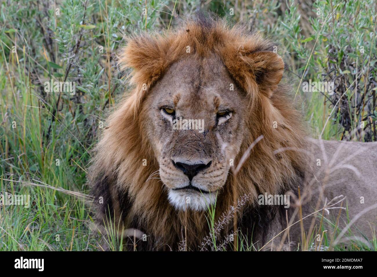 Top 25+ imagen leones asustados
