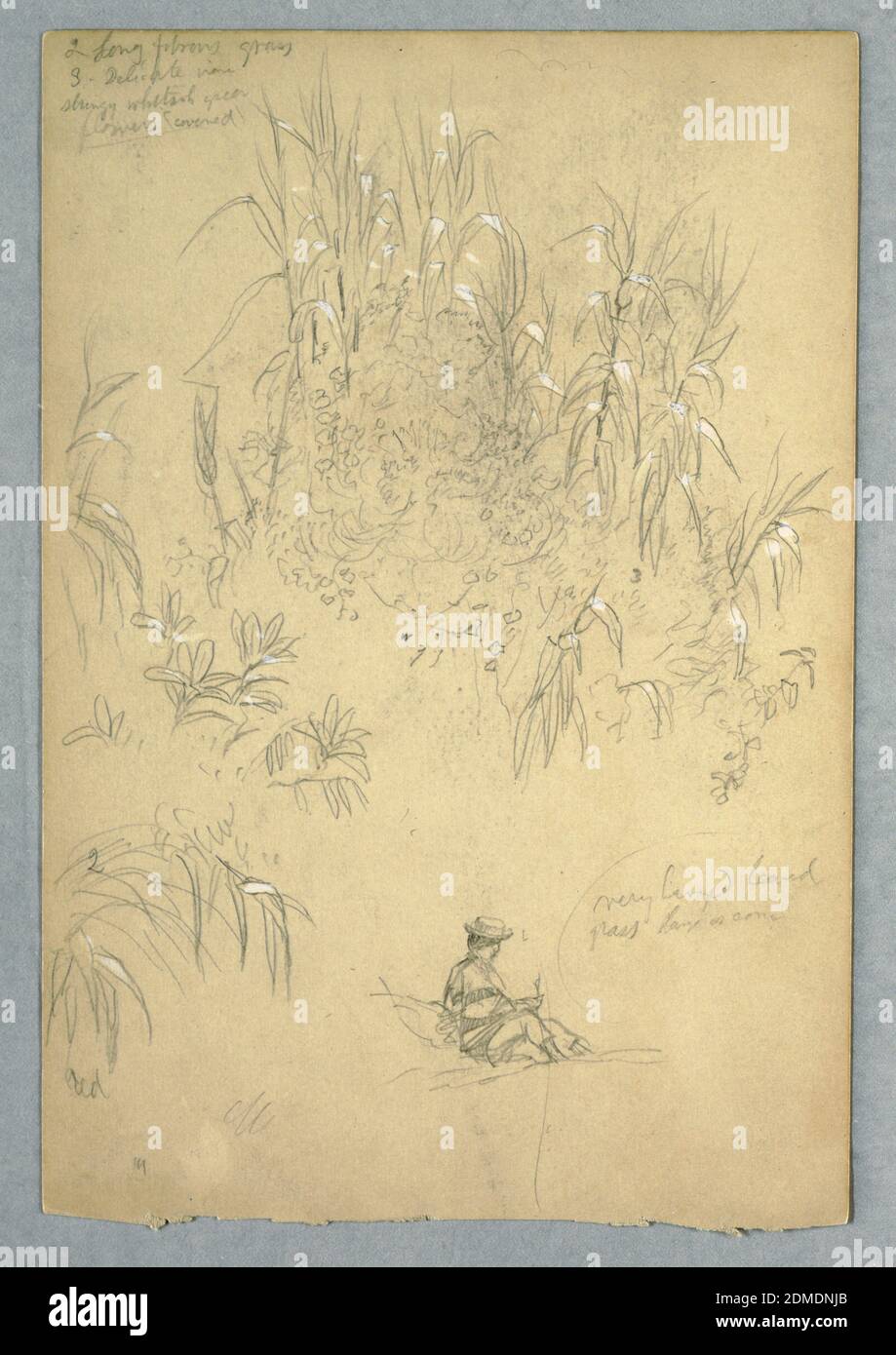 A Detailed Study of a Seated Man and a Group of Plants, Ecuador, Frederic Edwin Church, American, 1826–1900, Graphite, brush and white gouache on cream-colored paper, Vertical view of a large group of detailed plant studies with a seated man dressed in native Ecuadorian clothing at lower right., 1857, probably May, nature studies, Drawing Stock Photo