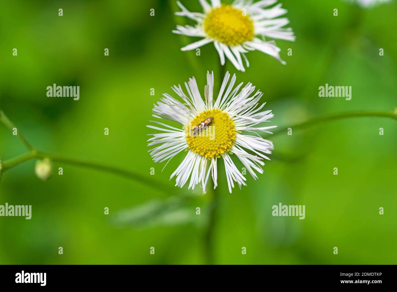 Daisy Fleabane with a Golden Insect in White Pines State Park in Illinois Stock Photo