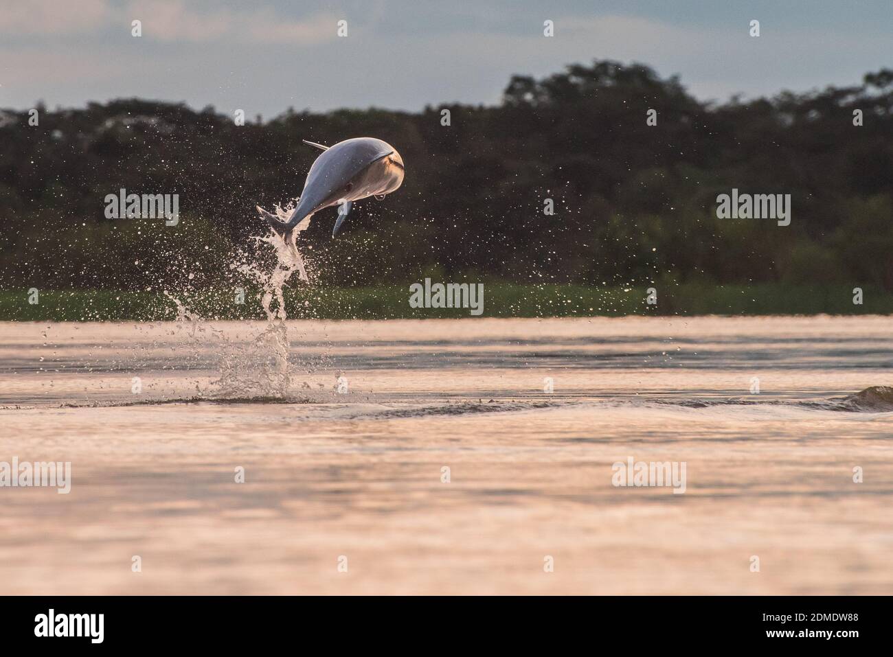 An endangered tucuxi freshwater dolphin (Sotalia fluviatilis) jumps from the river near the border or Peru, Brazil & Colombia in the Amazon basin. Stock Photo