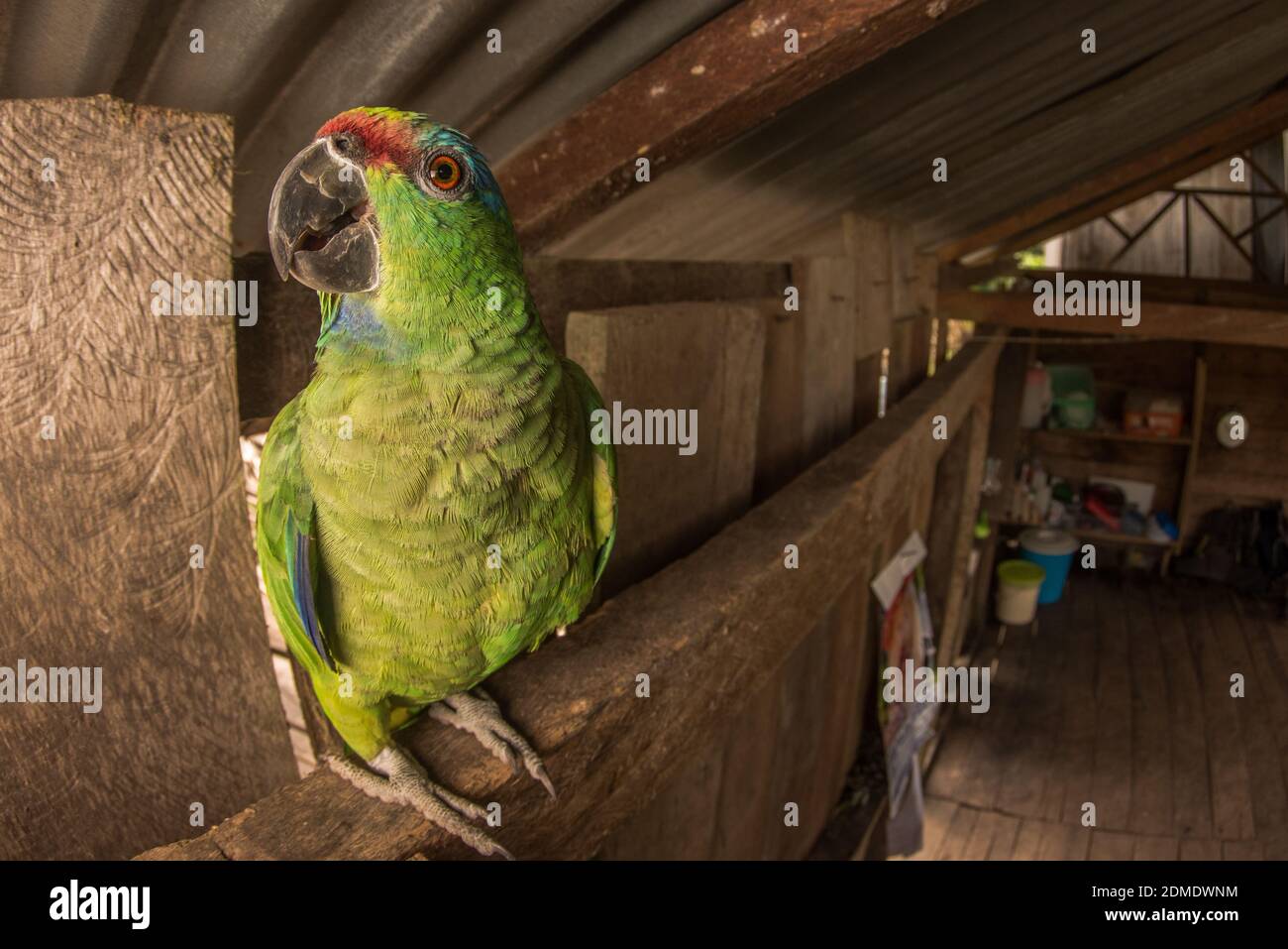 A festive amazon parrot (Amazona festiva) illegally collected from the wild and now living life as a pet in a Colombian villlage. Stock Photo