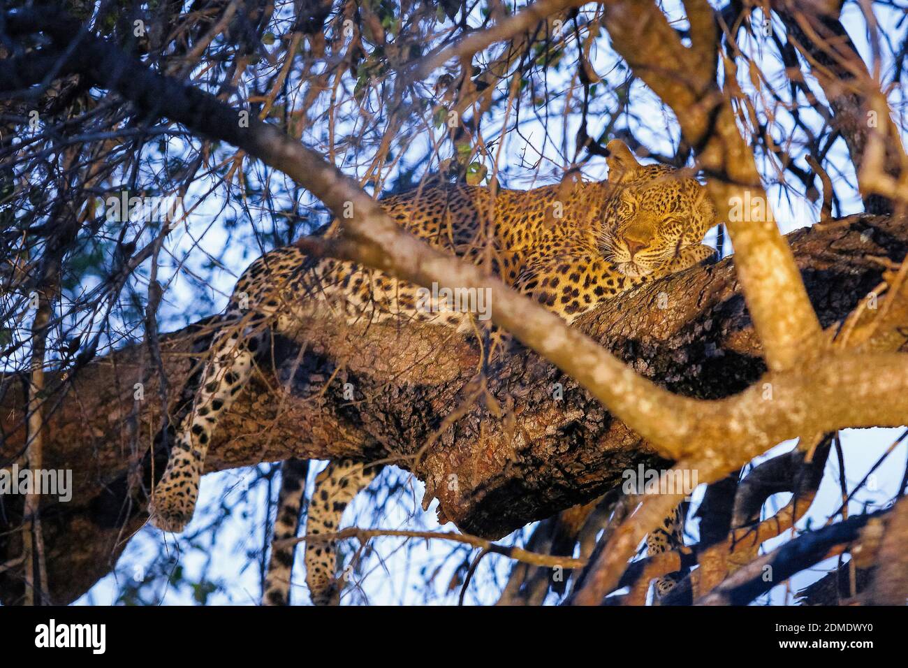 A low angle shot of a cheetah sleeping on the branches of a tree Stock Photo