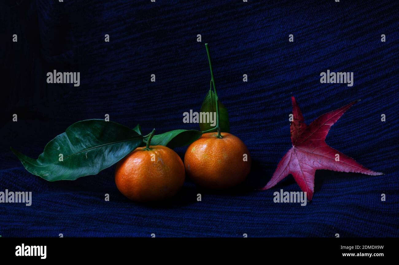 two tangerines and a red maple leaf on blue dark background Stock Photo
