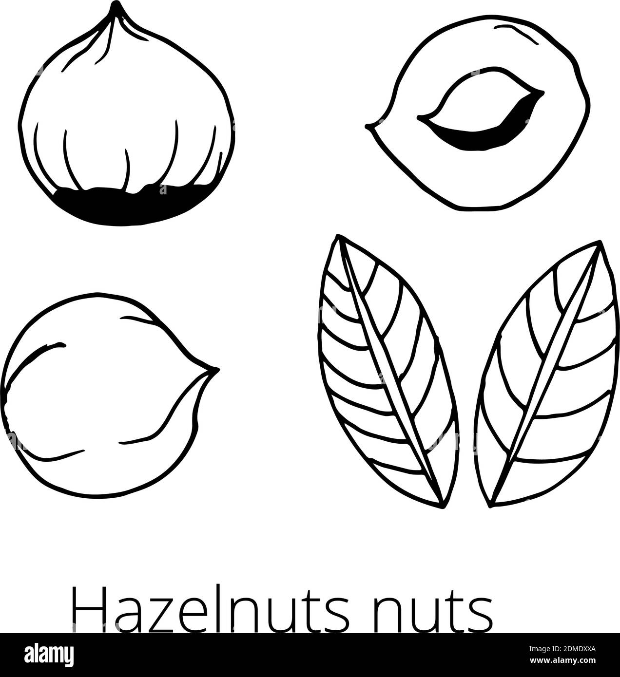 Set of nuts on a white isolated background. Hazelnut peeled and unpeeled, leaves. Hand-drawn doodles. Vector illustration Stock Vector