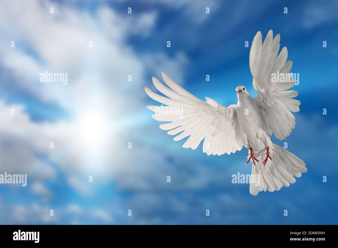 Beautiful White Dove In Flight High Resolution Stock Photography and