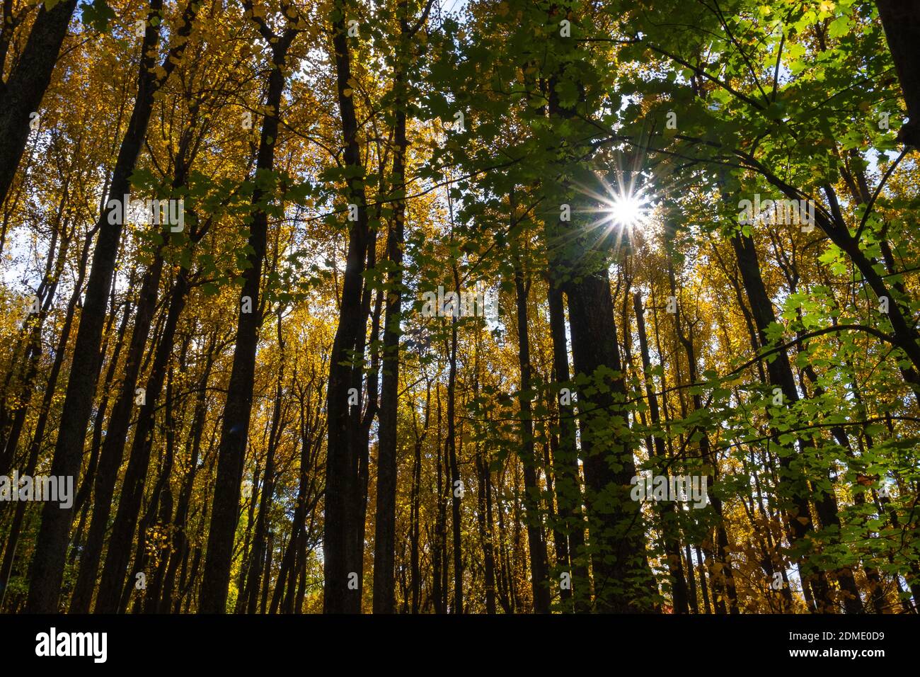 Tall trees sunburst Stock Photo - Alamy