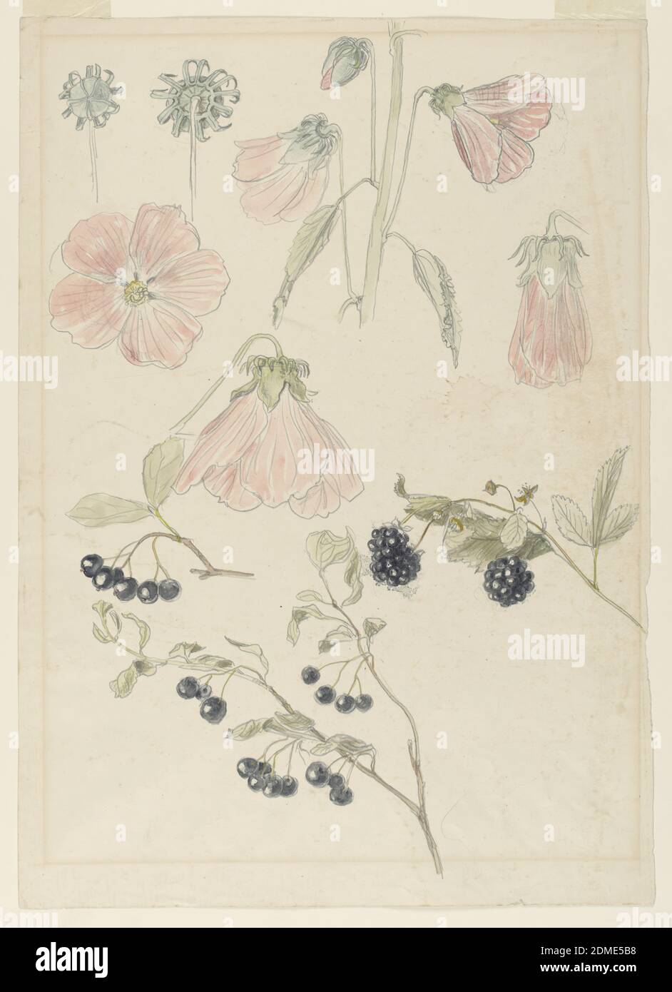 Botanical Detail Studies: Hollyhocks, Blueberries, and Blackberries, Samuel Colman, American, 1832–1920, Brush and watercolor, graphite on paper, Botanical detail studies. Top and left center: six designs of details of a hollyhock. A part of a plant with an unfolding bud, two petals and two leaves, a bud, a calyx and two petals are shown. Bottom left: two designs of parts of a blueberry bush with berries and leaves. Right center: A blackberry bough., USA, 1875–80, nature studies, Drawing Stock Photo