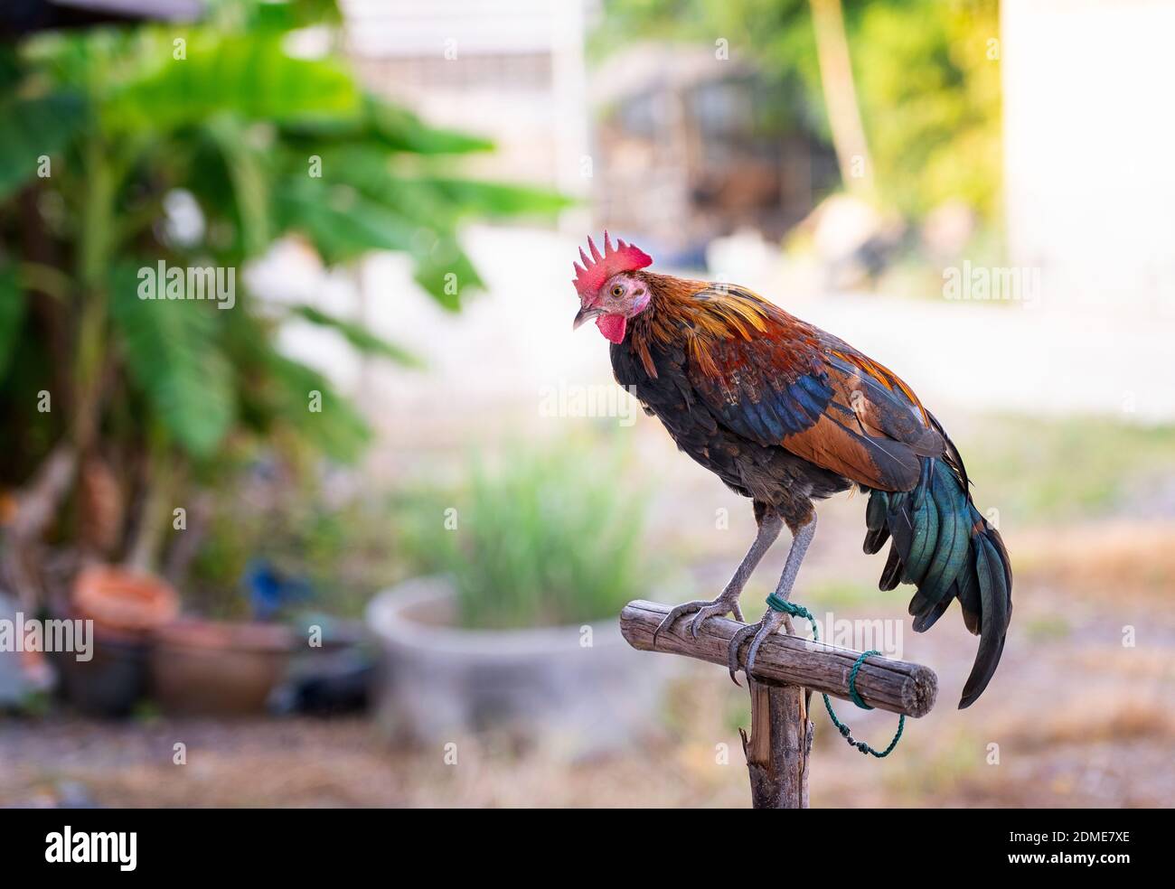 Chicken rooster, The concept of organic animal husbandry, thai fighting cock Stock Photo - Alamy Chicken rooster, The concept of organic animal husbandry, thai fighting cock Stock Photo - Alamy