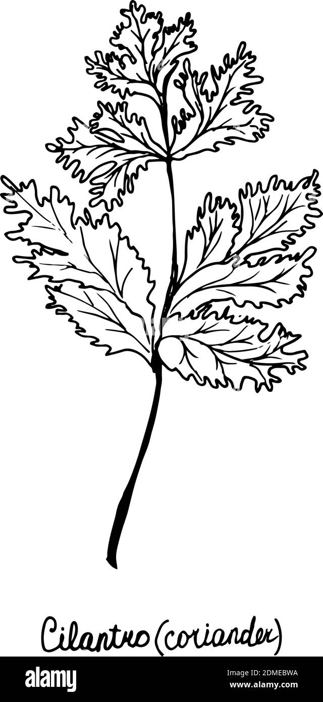 Spicy herbs are grown in the garden. Coriander. Vector illustration is