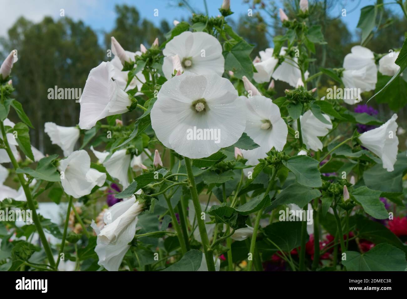 Profusely blooming white lavatera 'Mont Blanc' (lat. Lavatera trimestris)  in the garden in summer. Stock Photo