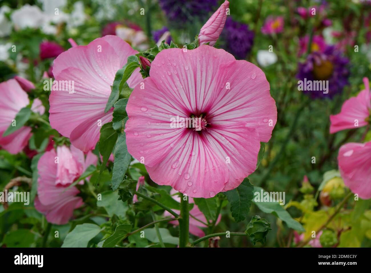 Pink Lavatera trimestris flowers 'Tanagra' grow in the garden after rain in summer. Stock Photo