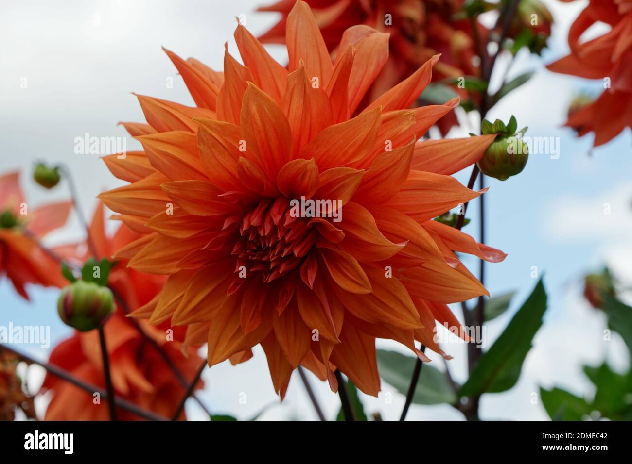 Flower of Dahlia Colour Spectable on the background of the sky in the summer garden. Stock Photo