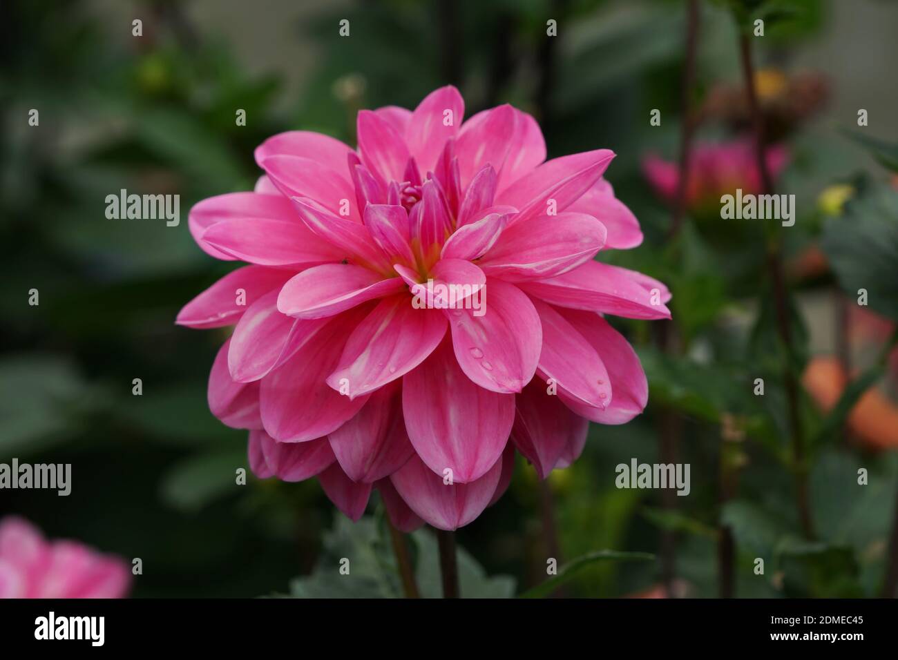 Dahlia Onesta inflorescence among green foliage in summer. Stock Photo