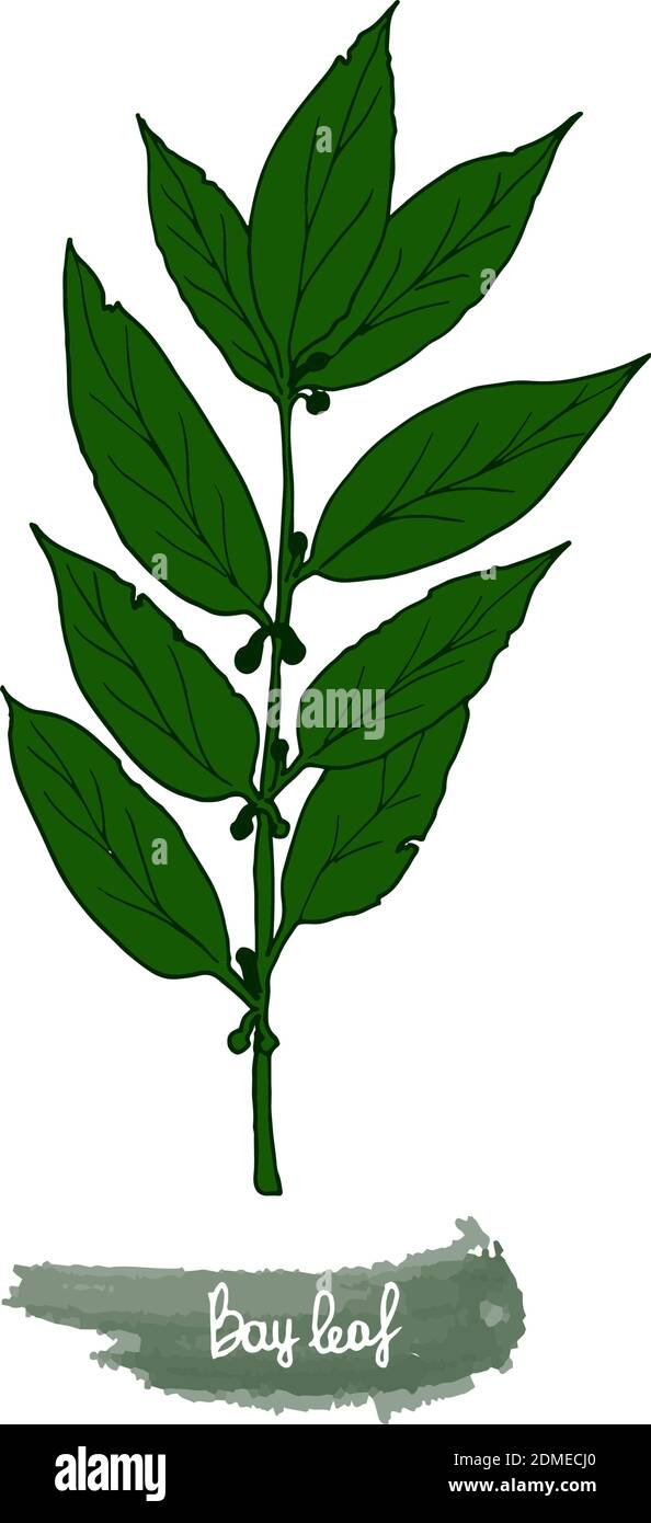 Spicy herbs are grown in the garden. Bay leaf. Vector illustration is