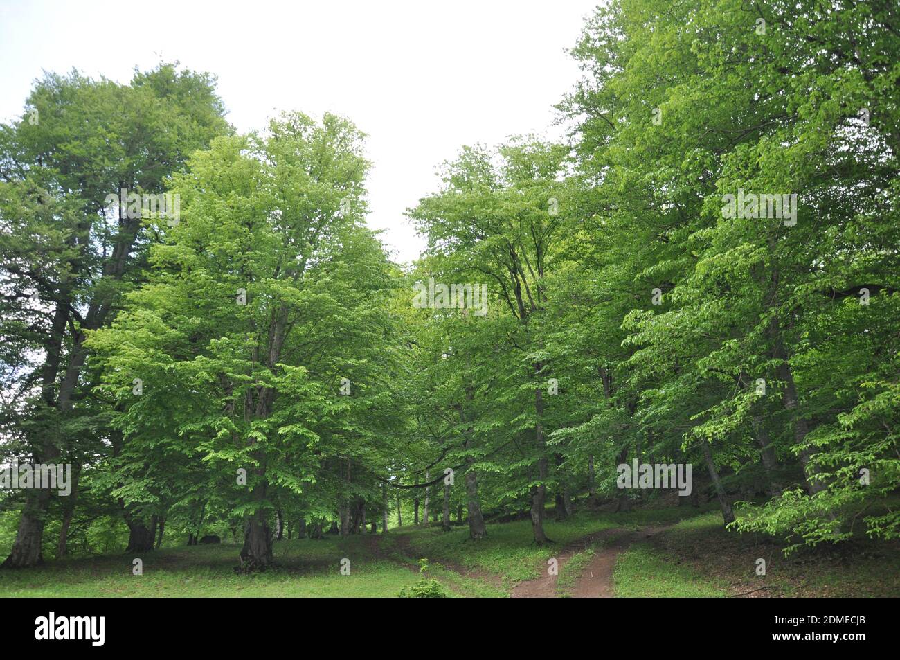 Green trees in Tavush province Armenia Stock Photo