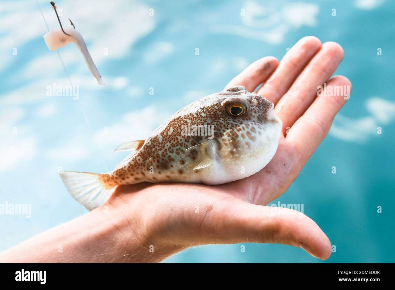 A poisonous puffer fish (Fugu) is lying on the palm of hand, caught while fishing in the Gulf of Thailand. Stock Photo
