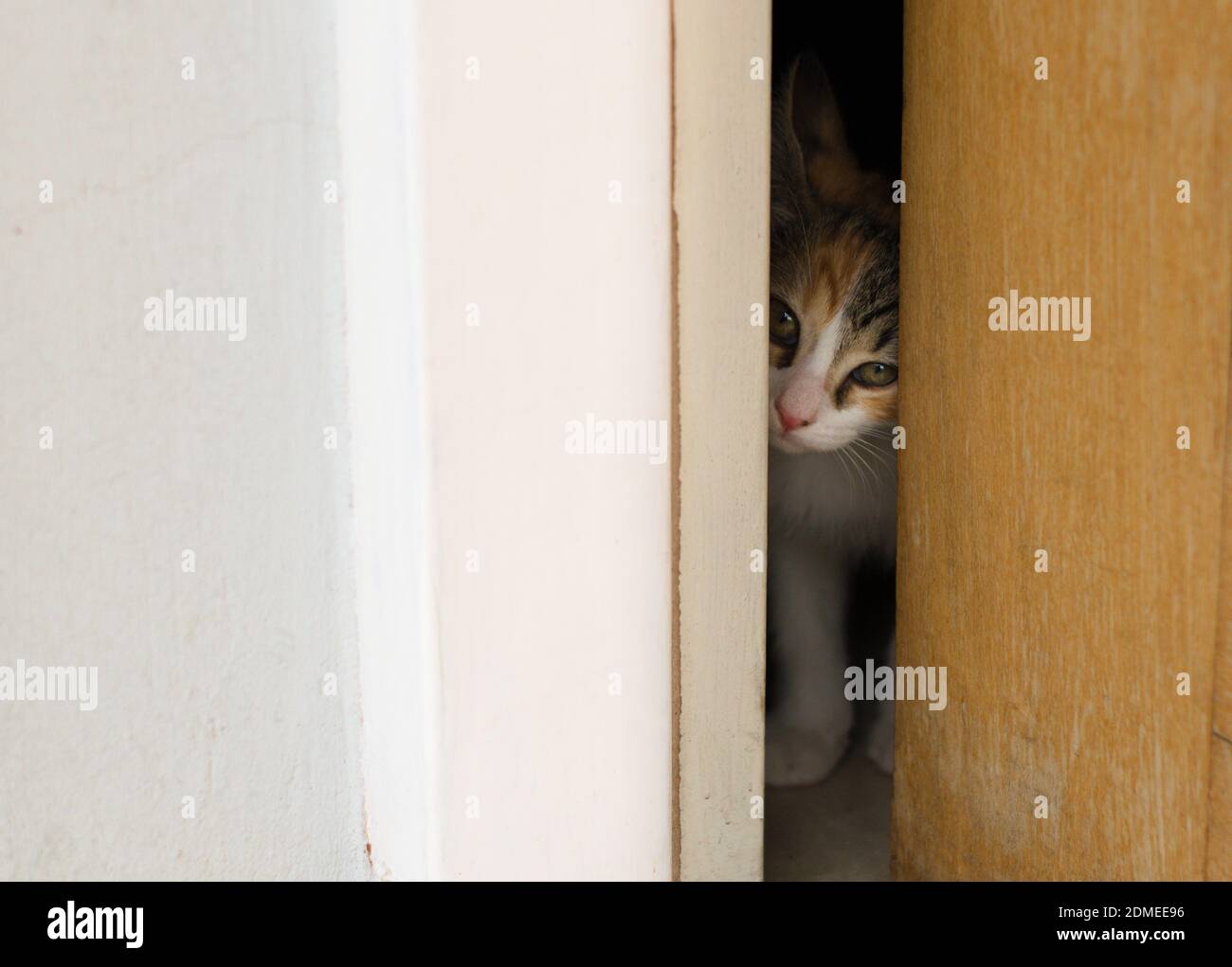 Tiny kitten peeking through an barely open door. Stock Photo