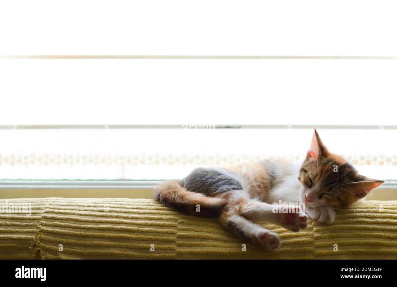 Cute tabby kitten sleeping by a window Stock Photo - Alamy