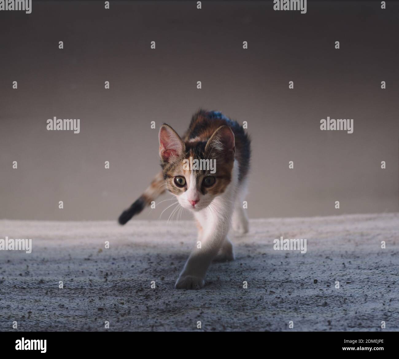 Small kitten playing hunt, walking towards the camera. Stock Photo