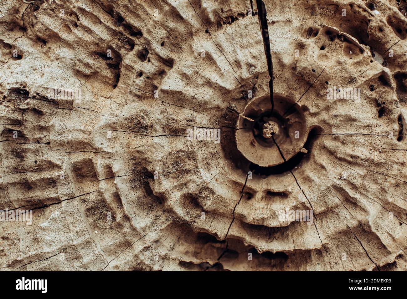 Stump of tree felled - section of the oak trunk with annual rings. Slice wood. Stock Photo