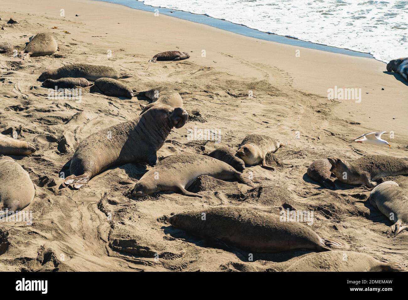 Elephant seal colony, busy mating and birthing season. San Simeon State