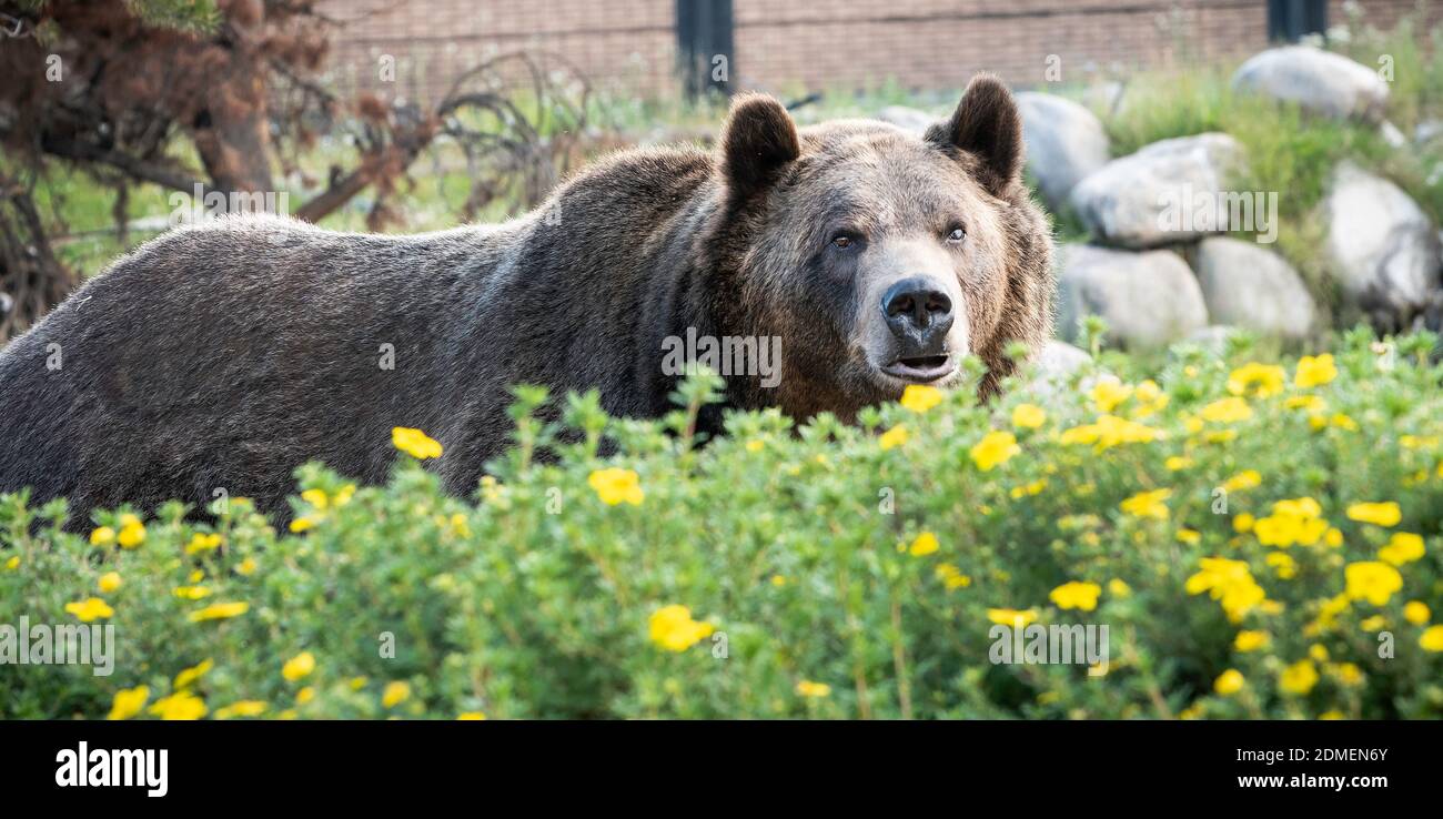 Portrait Of Grisly  Bear In A Field Stock Photo