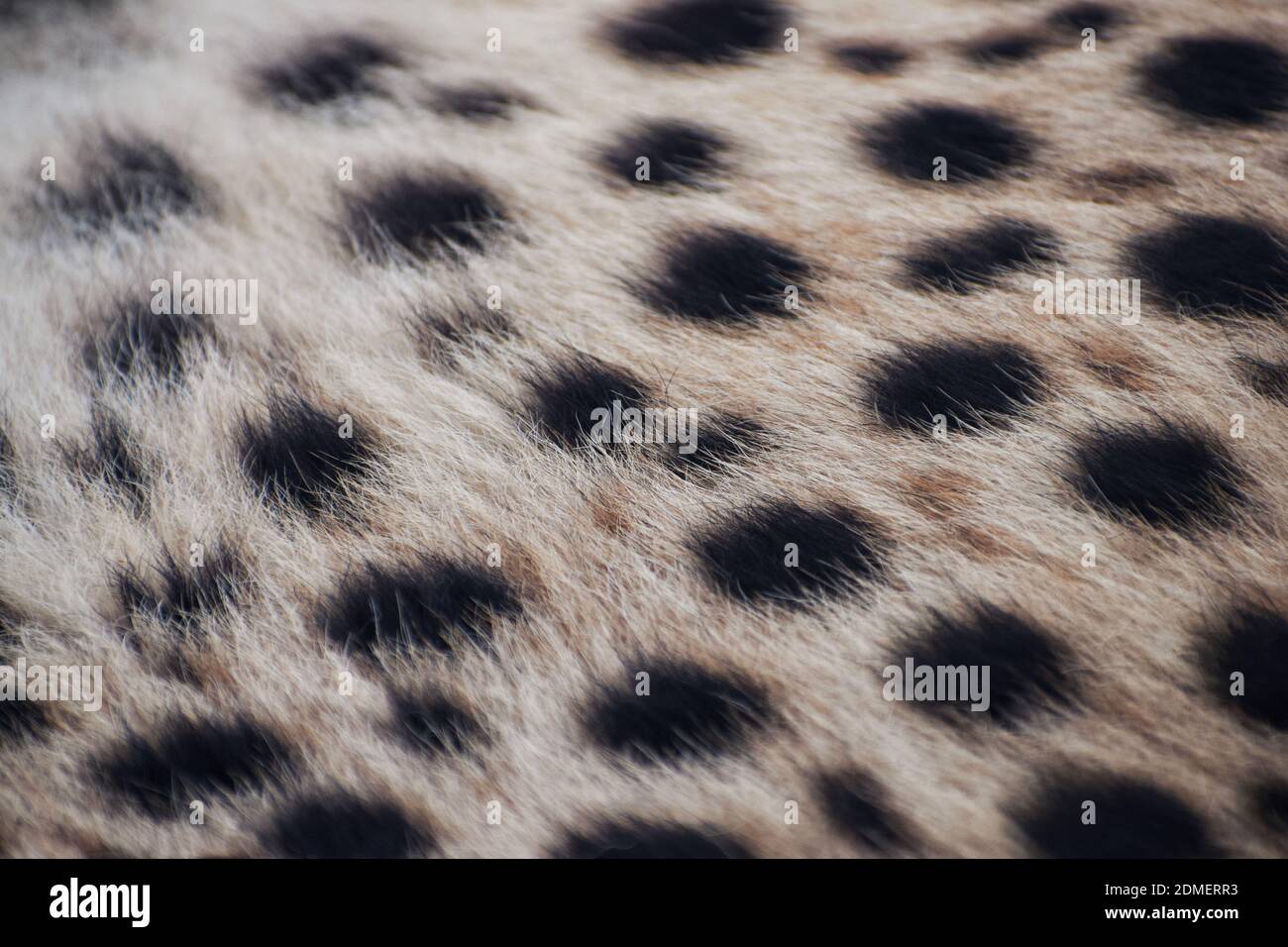 frame cheetah coat