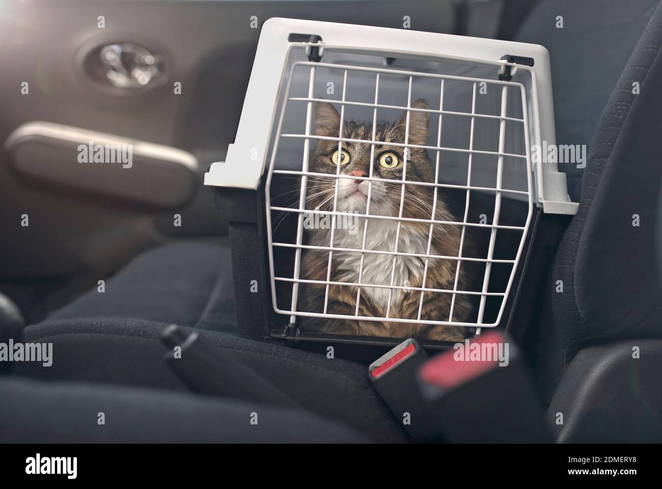 cat car cage