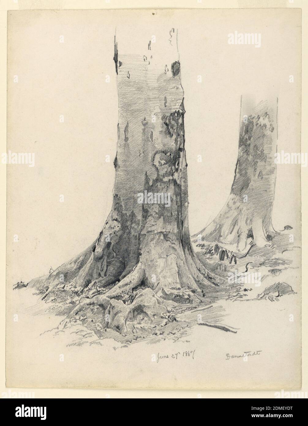 realistic tree trunk drawing