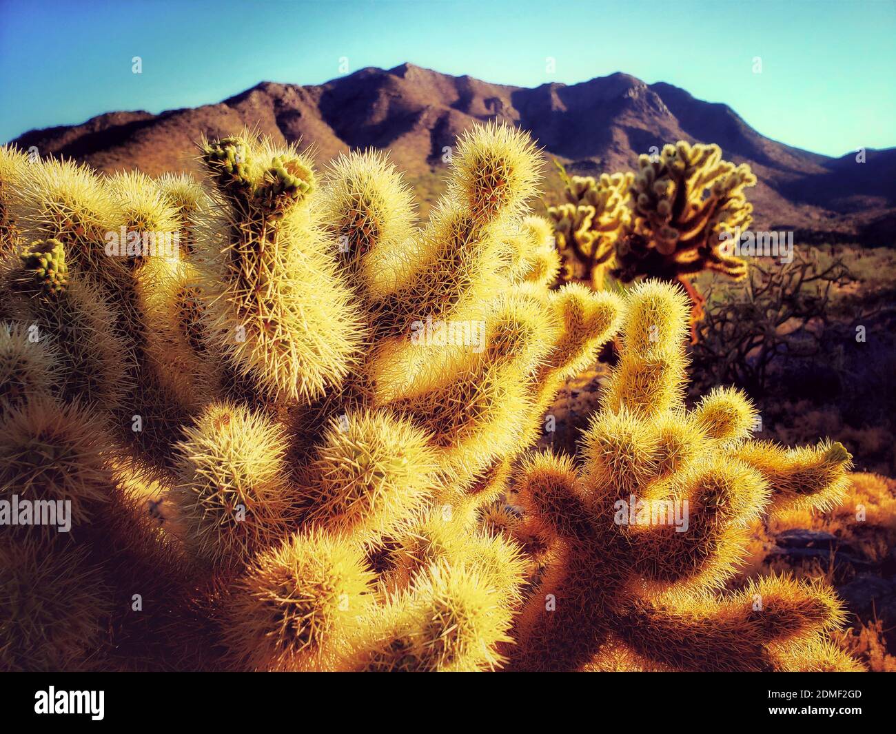 Close-up Of Cholla Cactus Growing In Desert Against Sky Stock Photo