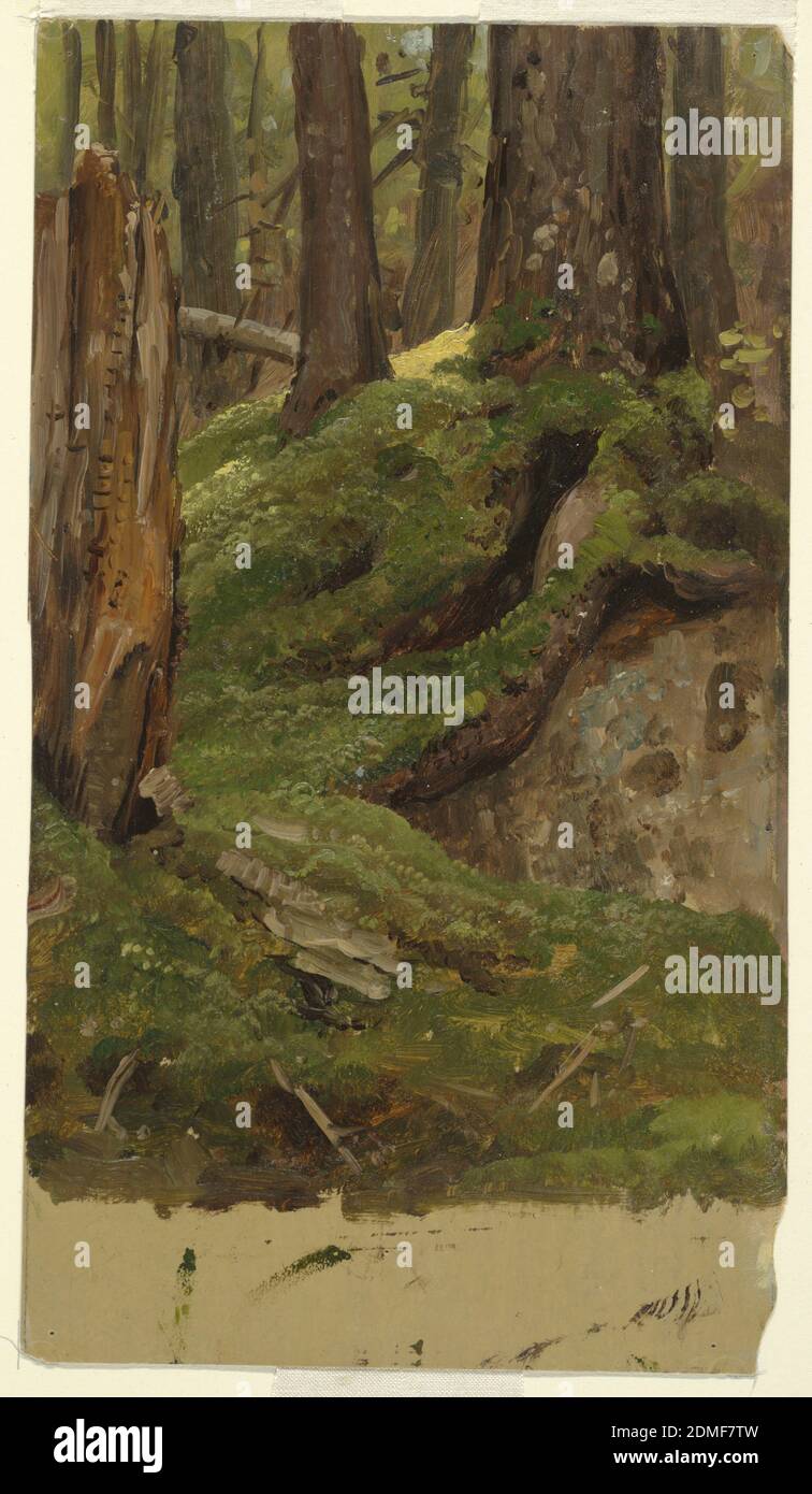 Maine ? woods, Frederic Edwin Church, American, 1826–1900, Brush and oil, graphite on cream-colored ? paperboard., Horizont view of the lower parts of the trunks of trees and a broken trunk in the fore- and middle grounds. Rocky and mossy soil. The grayish brown grounding color with color spots is shown in the bottom margin., USA, 1855–65, landscapes, Drawing Stock Photo