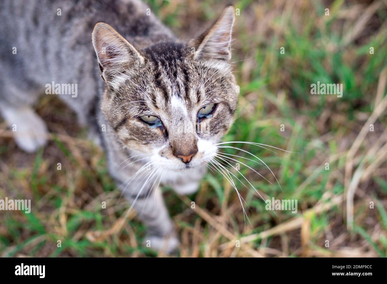 sore eyes in a cat. Purulent discharge from the eyes. Treatment and