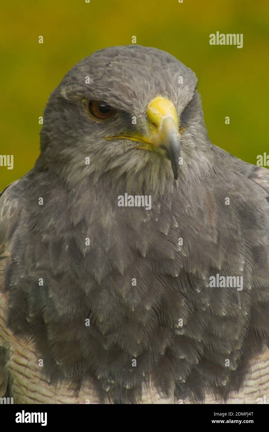 Gray eagle hires stock photography and images Alamy
