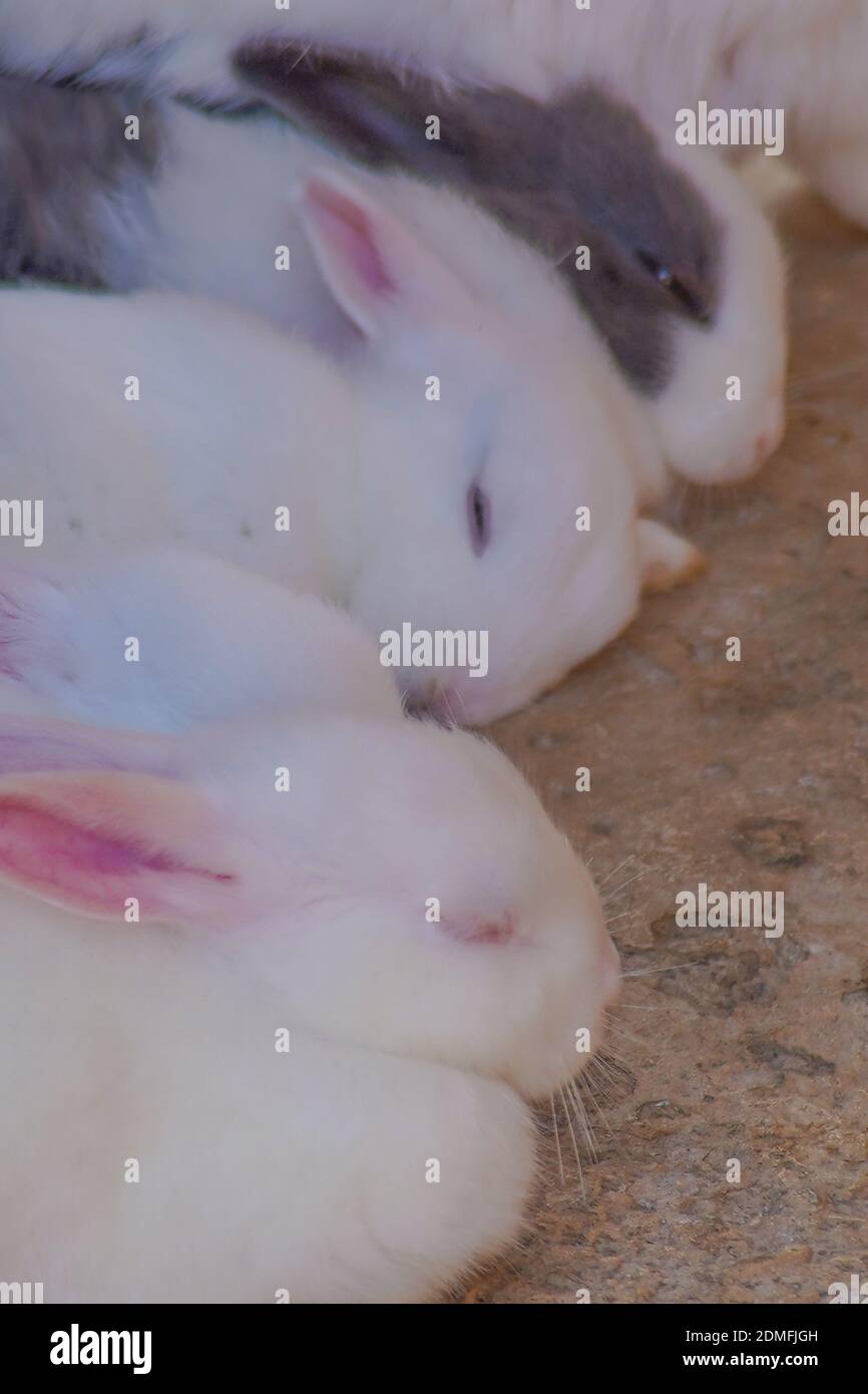Sleep rabbits hi-res stock photography and images - Alamy