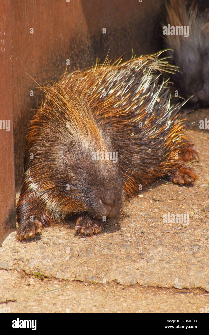 https://c8.alamy.com/comp/2DMFJH3/a-vertical-shot-of-porcupine-resting-on-the-zoo-2DMFJH3.jpg