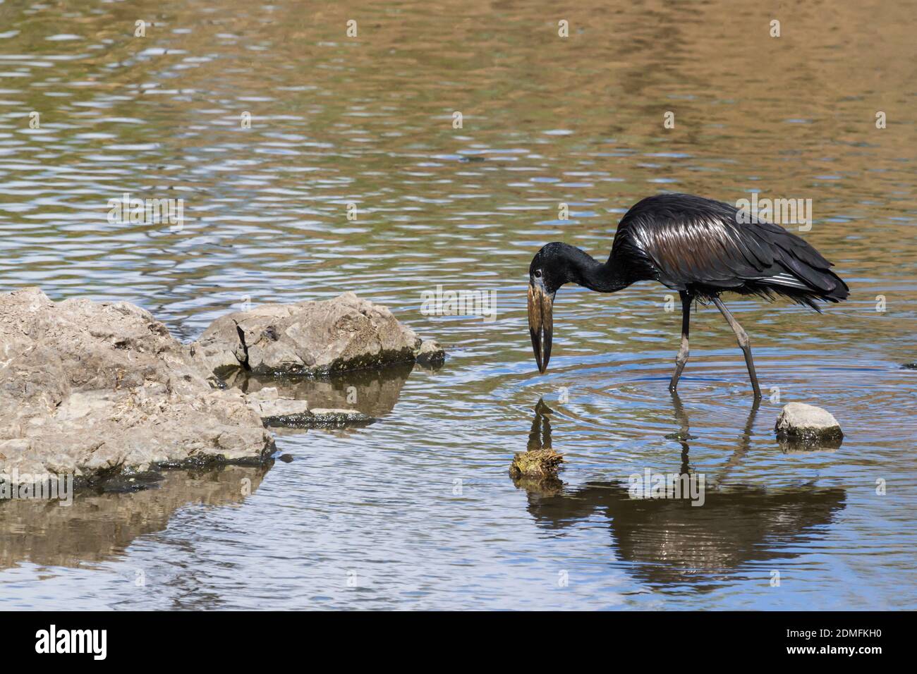 African openbill stork (Anastomus lamelligerus) wading in a river and fishing with his reflection in the water in Kruger National Park, South Africa Stock Photo