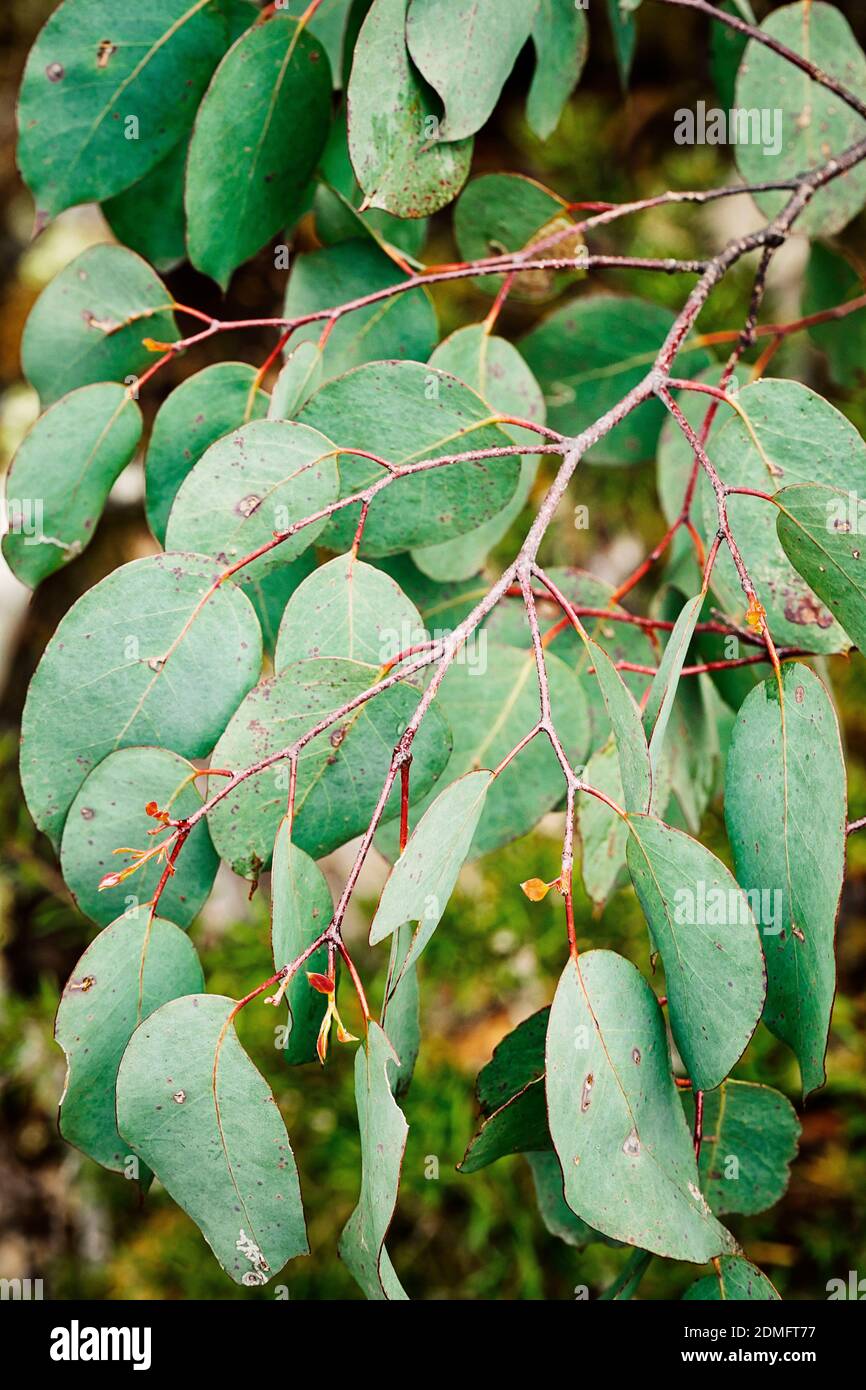 Eucalyptus leaves on the tree Stock Photo