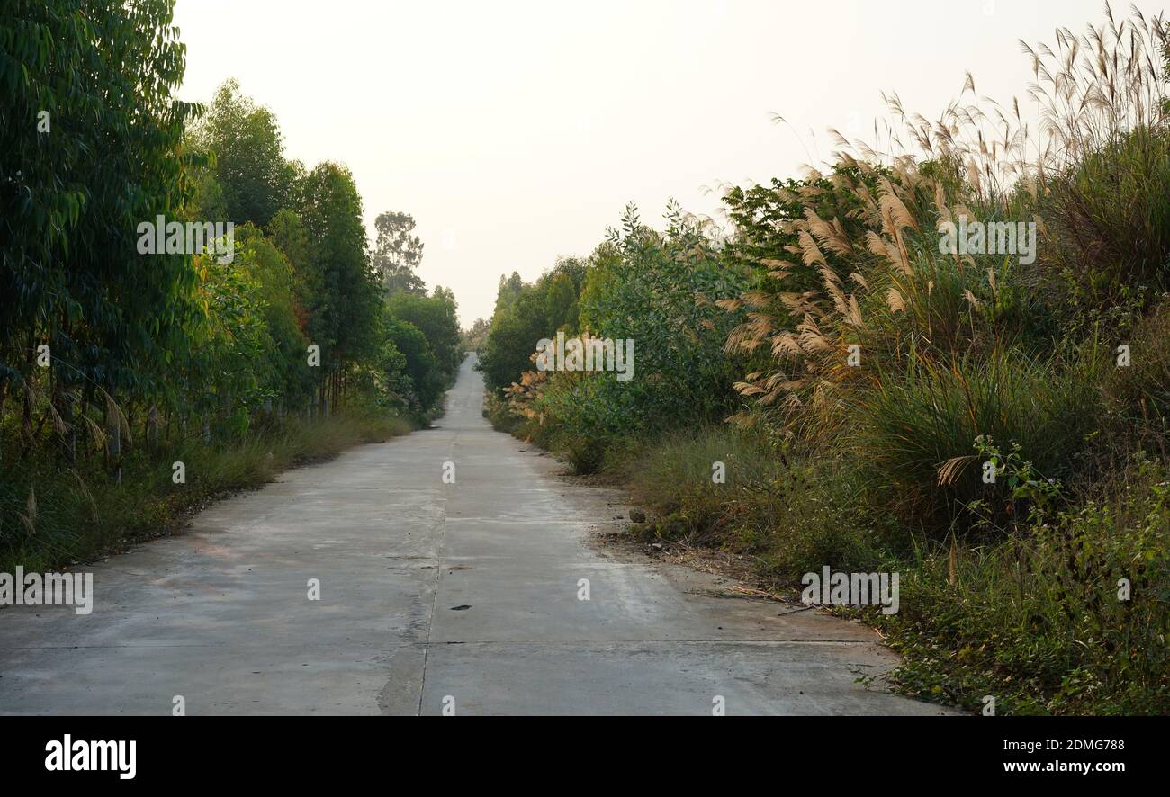 Lonely tree road hi-res stock photography and images - Alamy