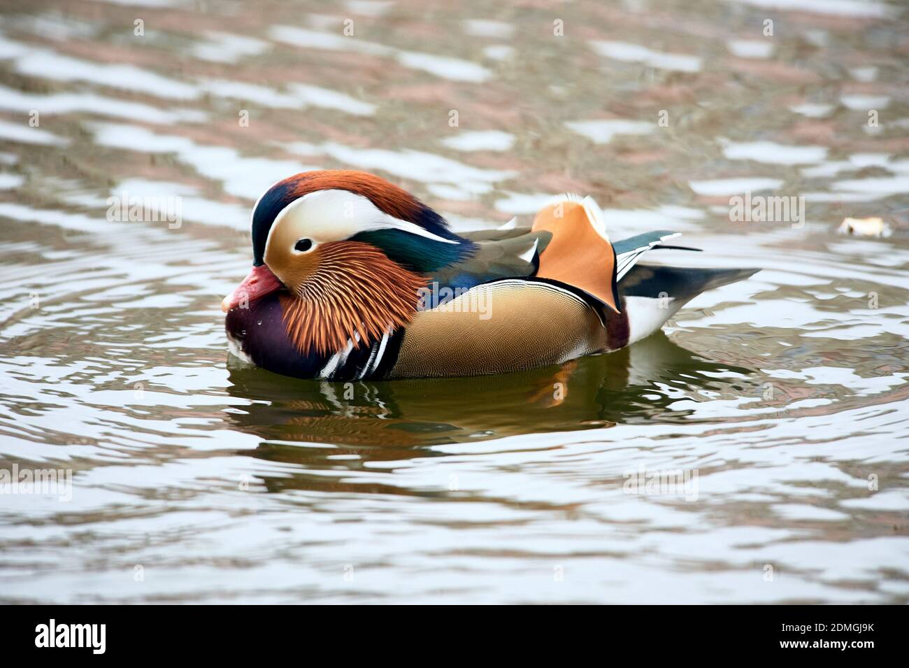 Mandarin duck swimming in a pond Stock Photo - Alamy