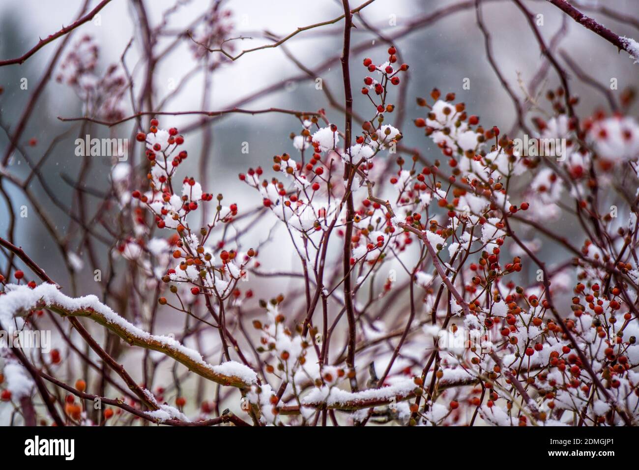 Close Up Of Cherry Blossom Tree During Winter Stock Photo Alamy