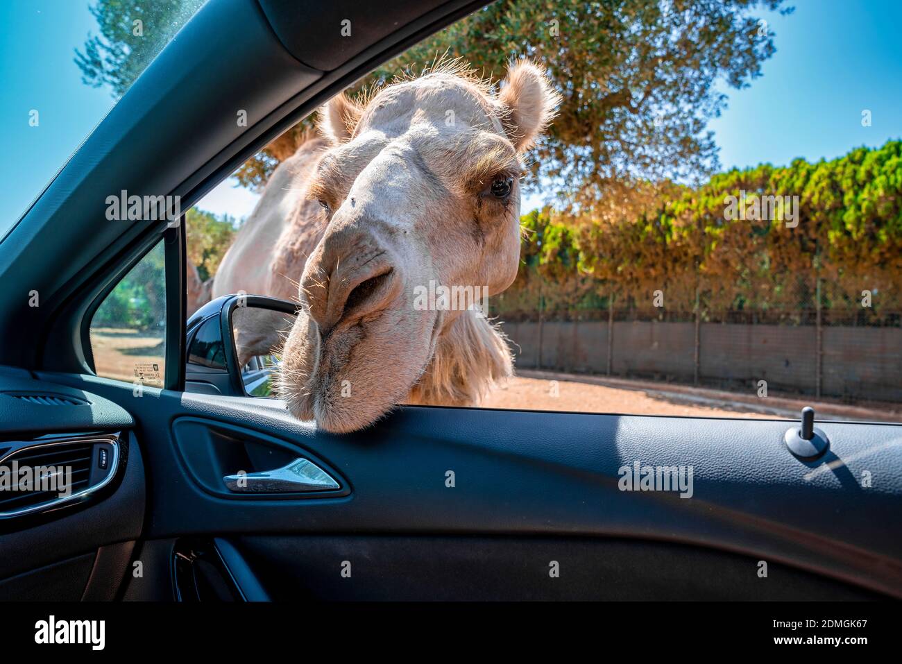 A closeup of a camel looking into a car through a window in Bari 