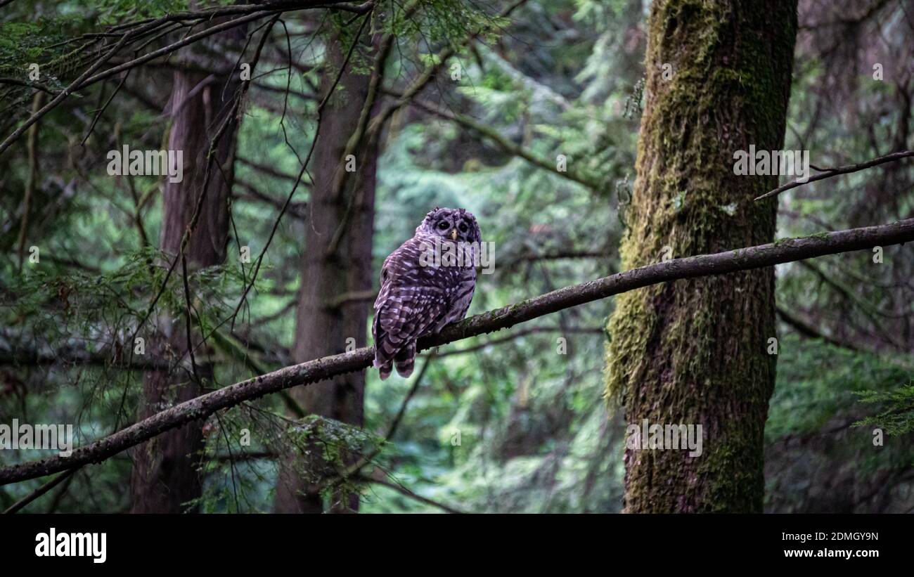 Barred Owl Perched in Canada Stock Photo