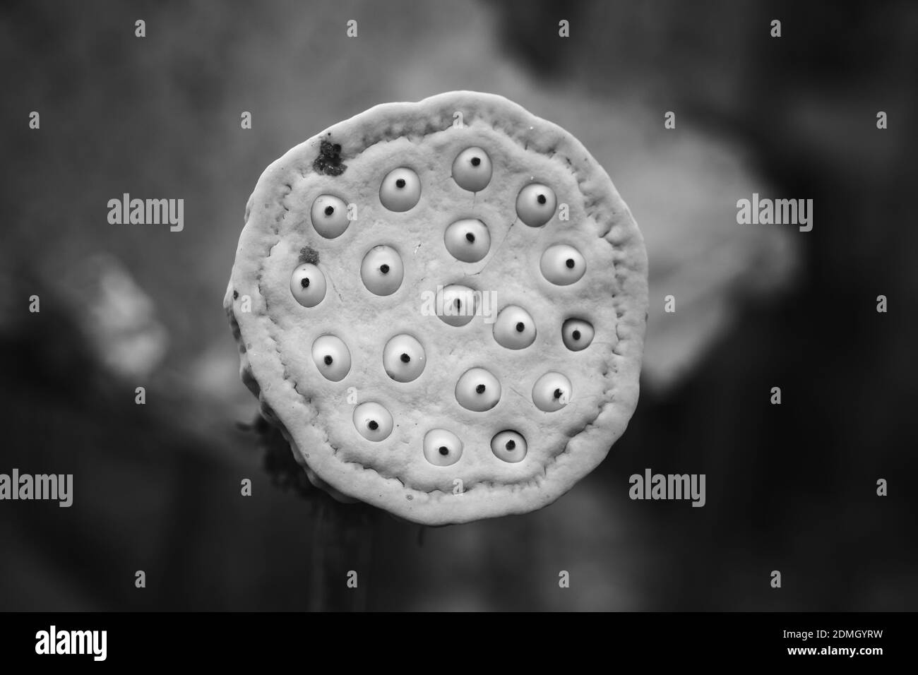 Lotus seeds Black and White Stock Photos & Images - Alamy