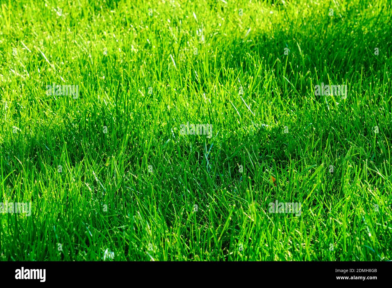 Close up green grass texture background backdrop on a sunny day Stock ...