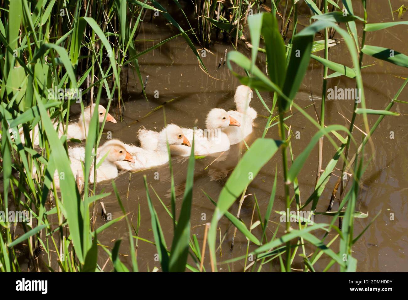Ducklings by the water. Ducklings swim in the pond among the reeds